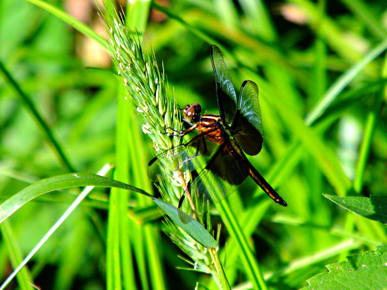 Free and not comparing... by Thomas Peace 2013