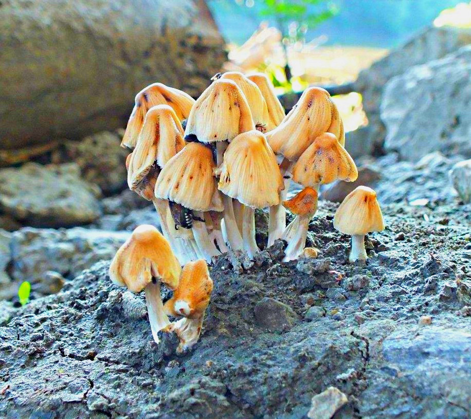 Hiding among the umbrellas... by Thomas Peace 2013