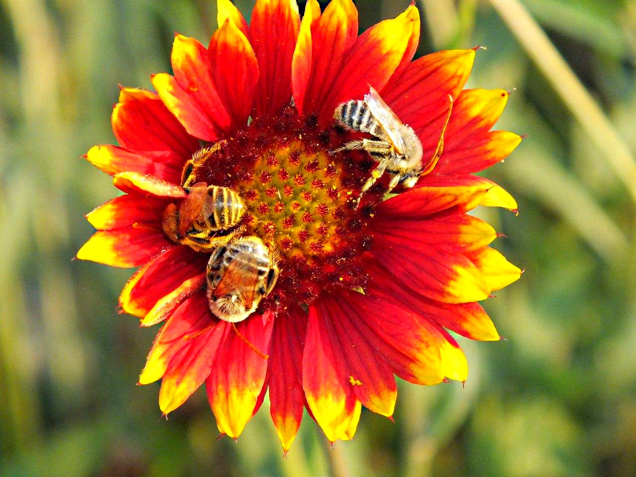 Moe, Larry, and Curly (as one) Nuuk, Nuuk, Nuuk... by Thomas Peace 2013