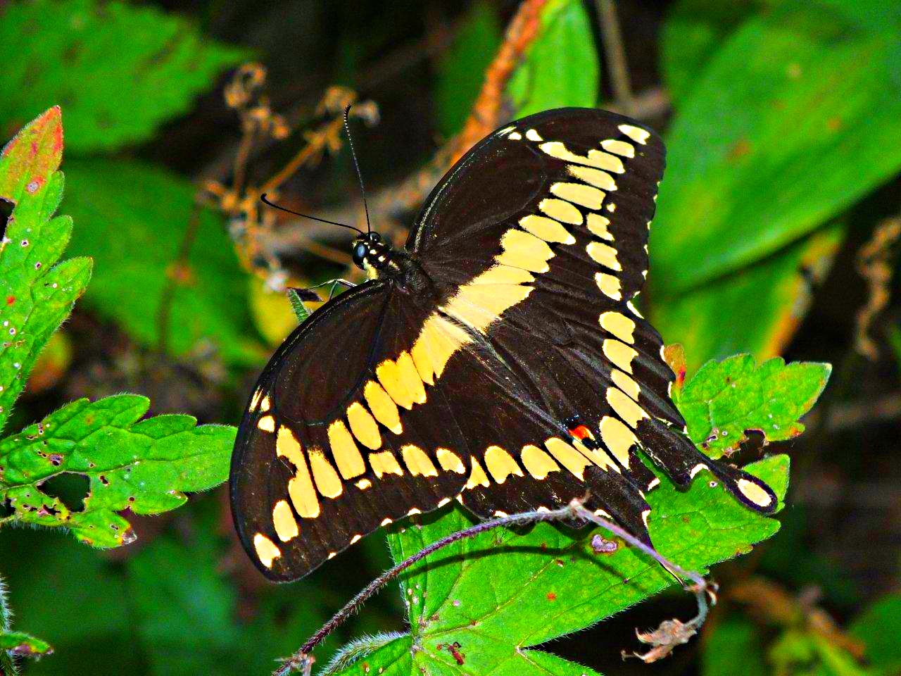 Giant Swallowtail without effort... by Thomas Peace 2013