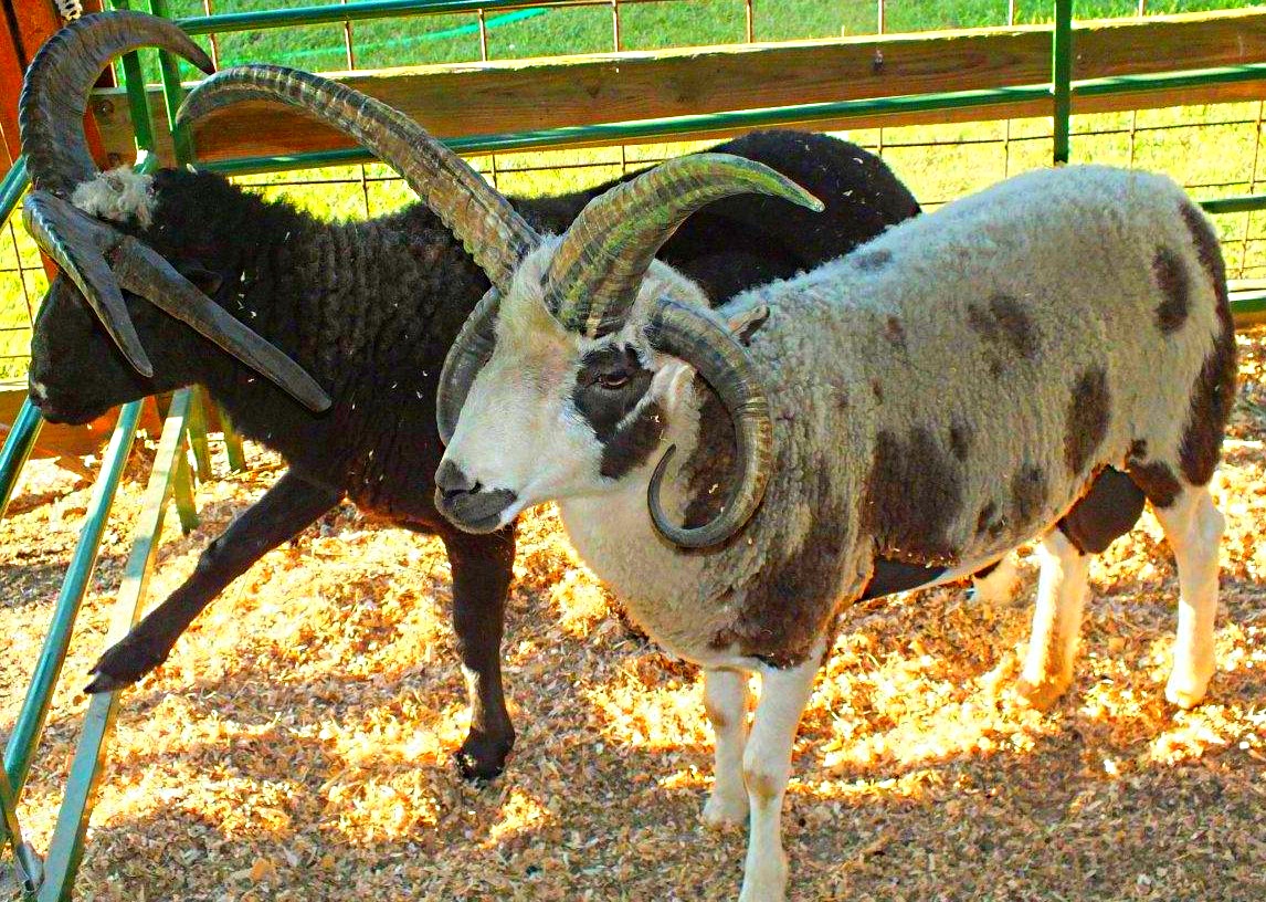 Four Horned Jacobs (at the fair's petting zoo)... by Thomas Peace 2013