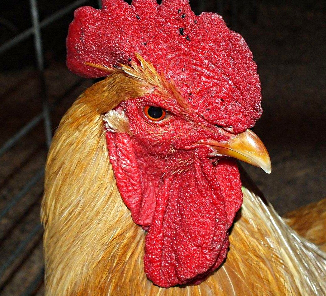 Red Rooster... by Thomas Peace 2013