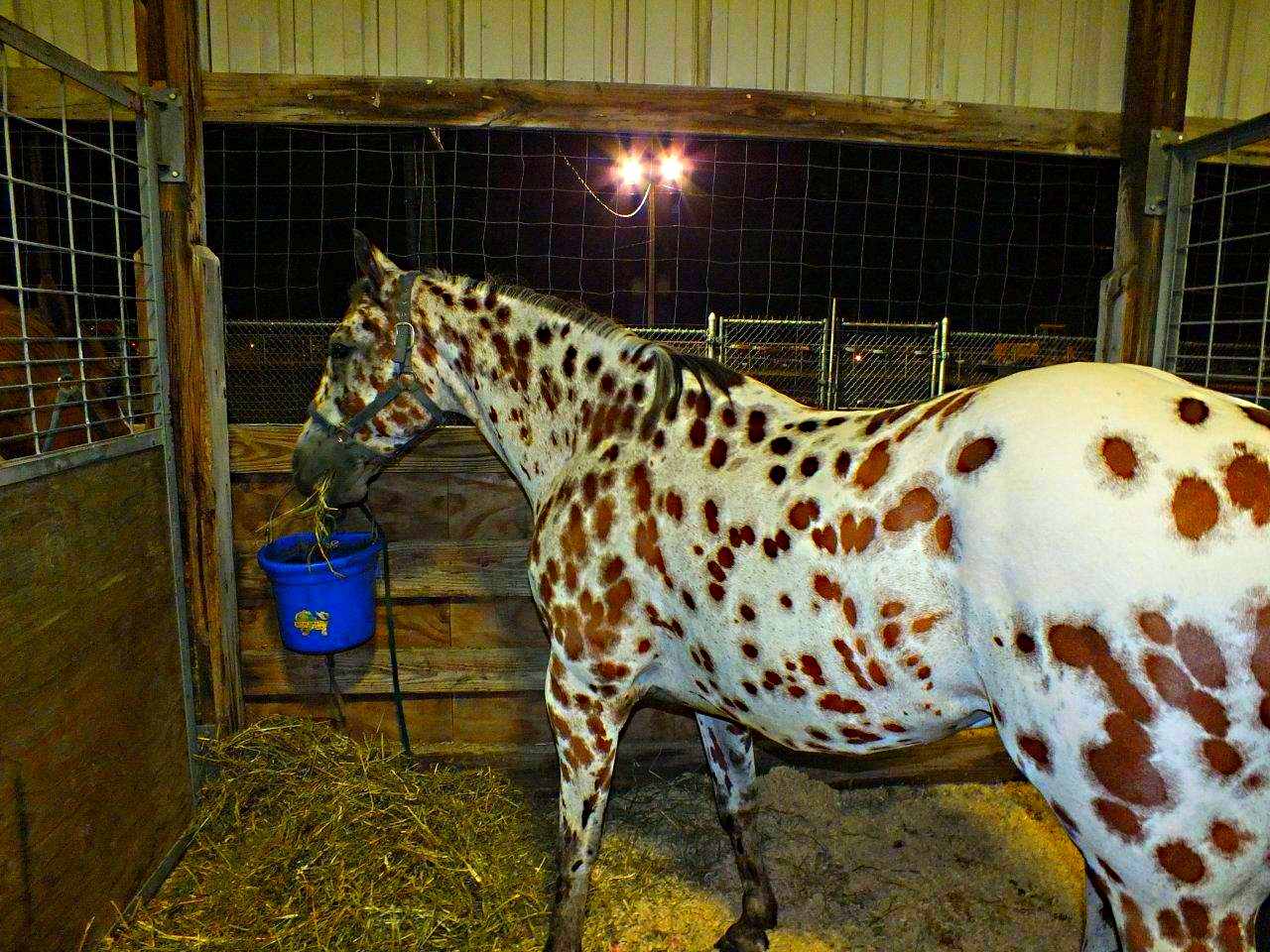 Appaloosa beauty... by Thomas Peace 2013