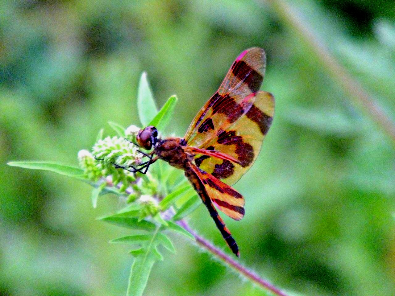 Halloween Pennant Dragonfly... by Thomas Peace 2013