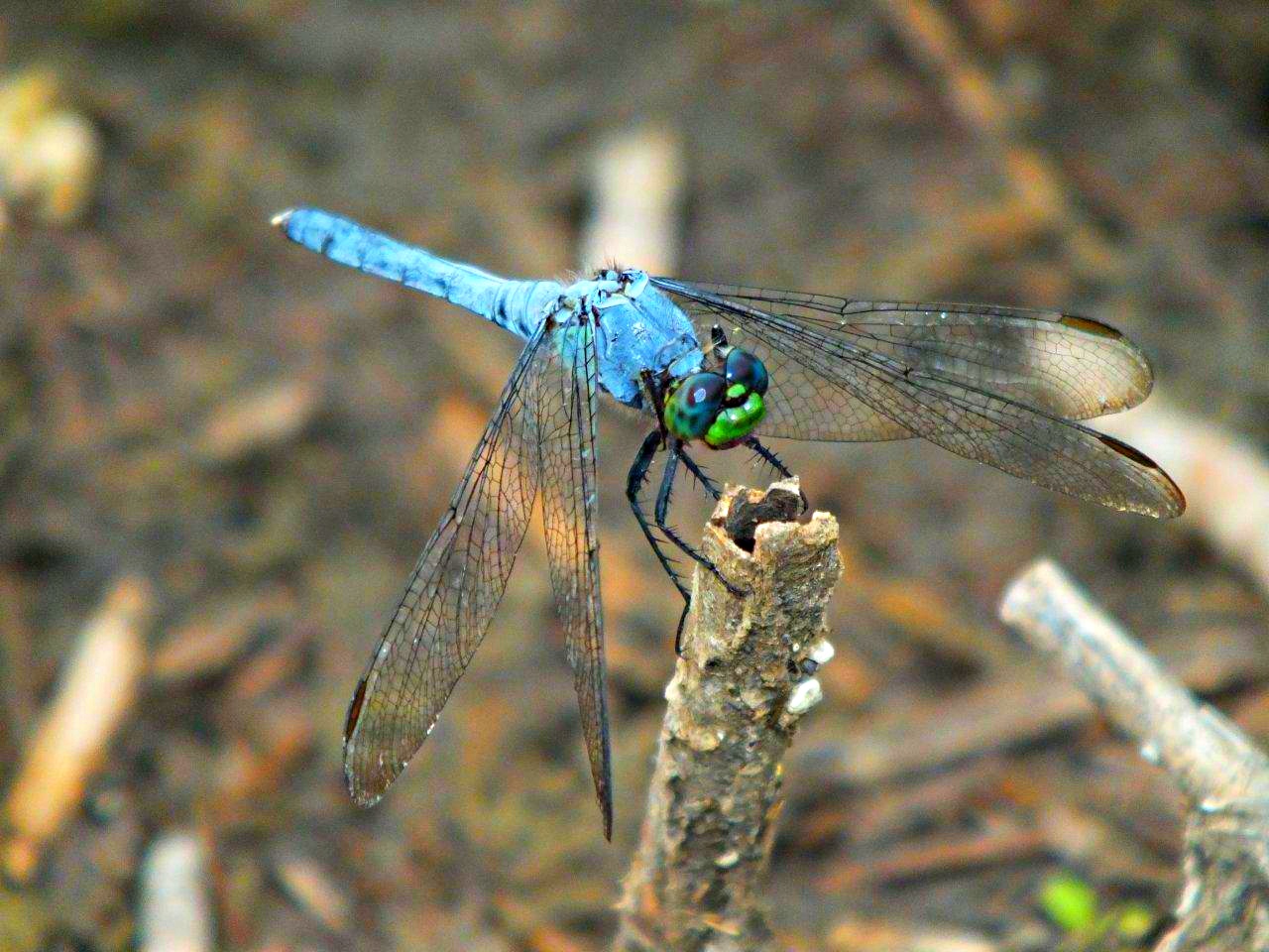 Over the Candlestick... Blue Dasher Dragonfly ... by Thomas Peace 2013