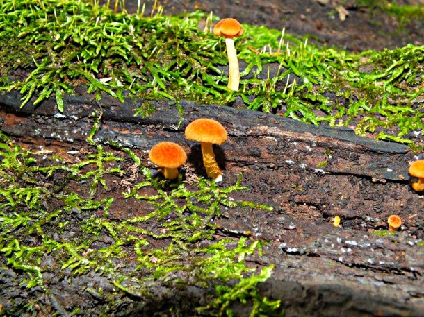 Treasures in the woods... by Thomas Peace 2013