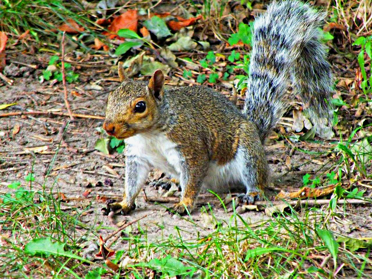 Raccoon impersonator... Gray Squirrel... by Thomas Peace 2013