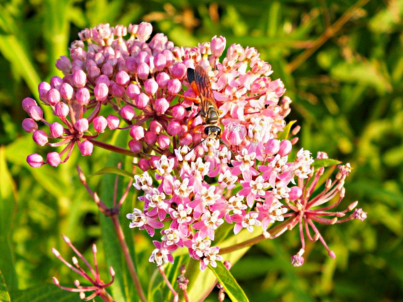 Great Golden Digger Wasp (digging for gold)... by Thomas Peace 2013