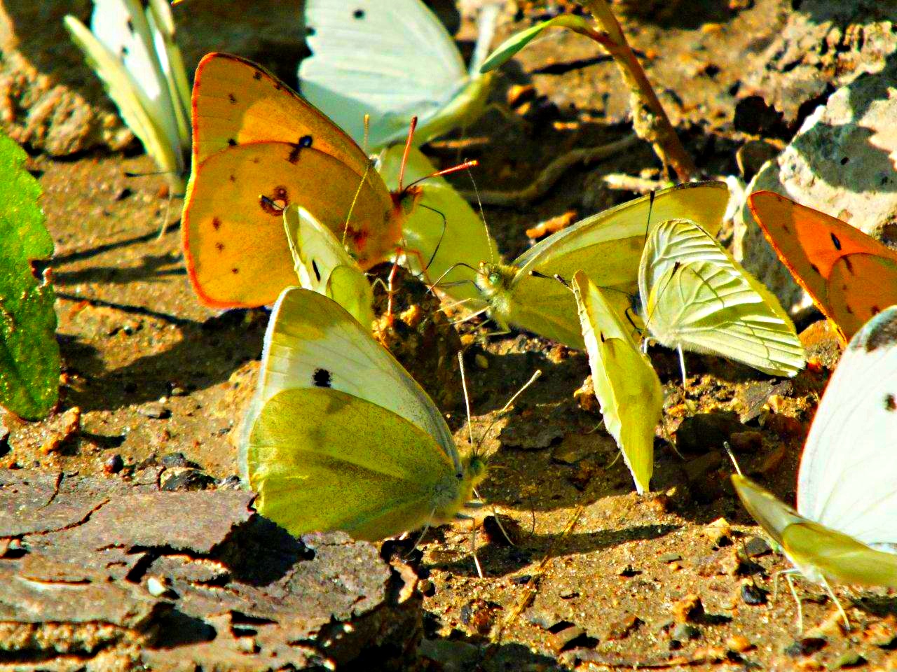 Annual Meeting of the Sulphur Butterflies (2) ... by Thomas Peace 2013