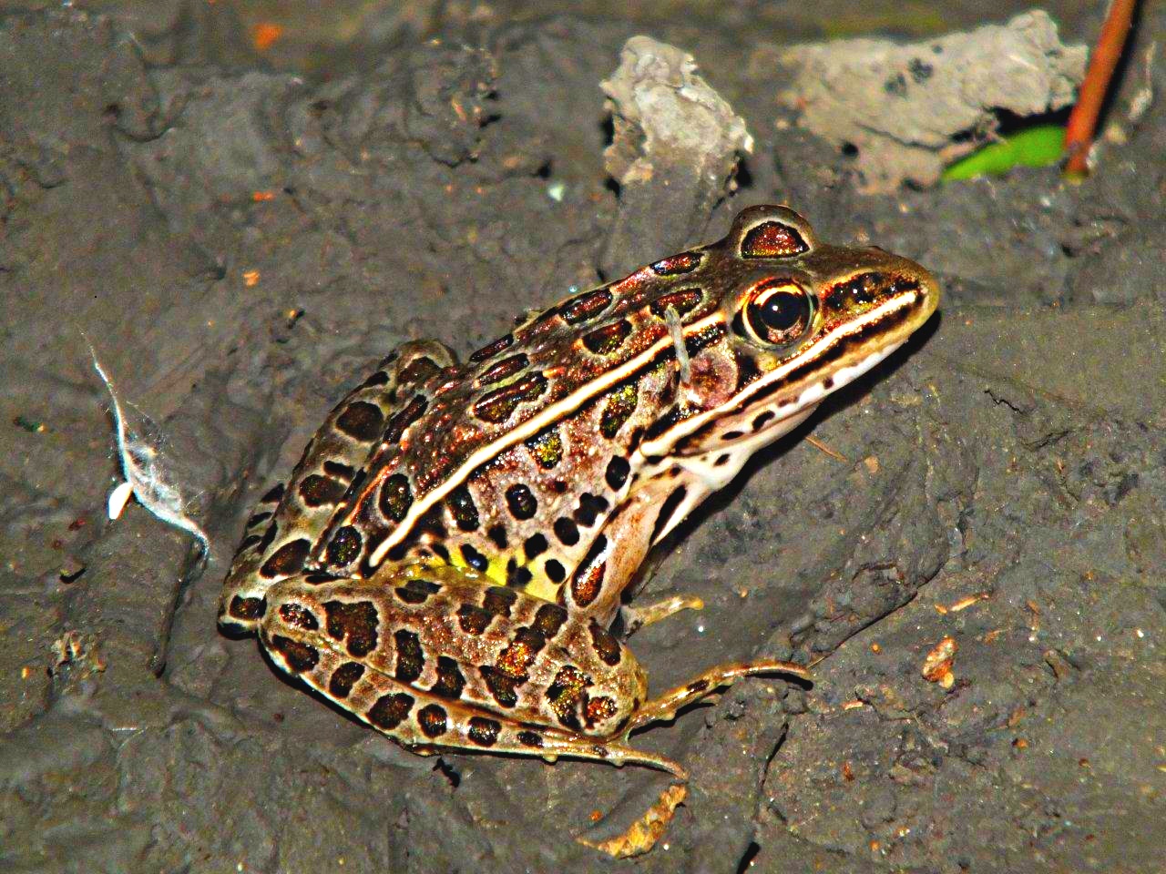 Jumping Jehoshaphat... Leopard Frog ... by Thomas Peace 2013 