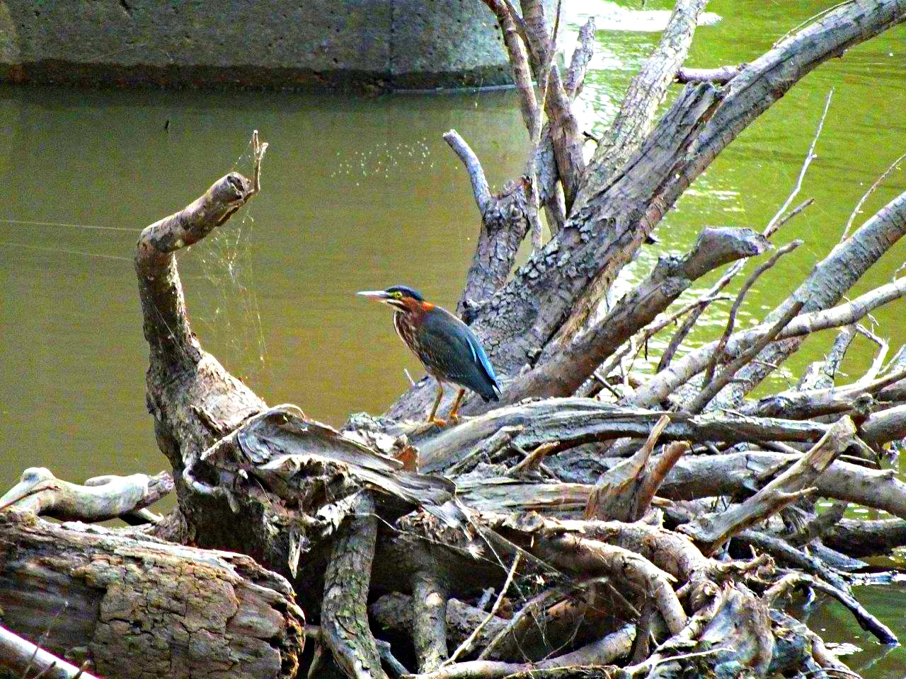 Elusive 4 Sure... Green Heron ... by Thomas Peace 2013