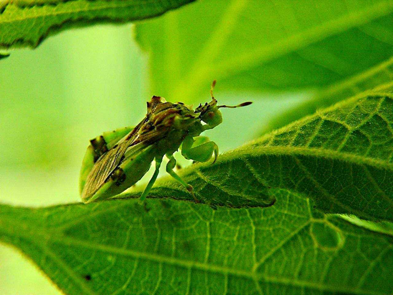 Patiently waiting for the next crawling meal... Ambush Bug ... Assassin Bug ... by Thomas Peace 2013