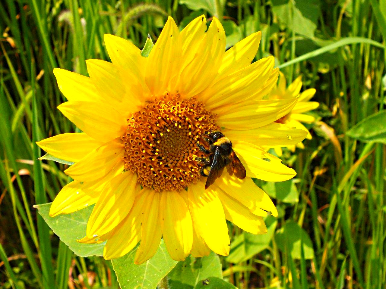 The Bumble bee that isn't bumbling awkward at season's end ... by Thomas Peace 2013