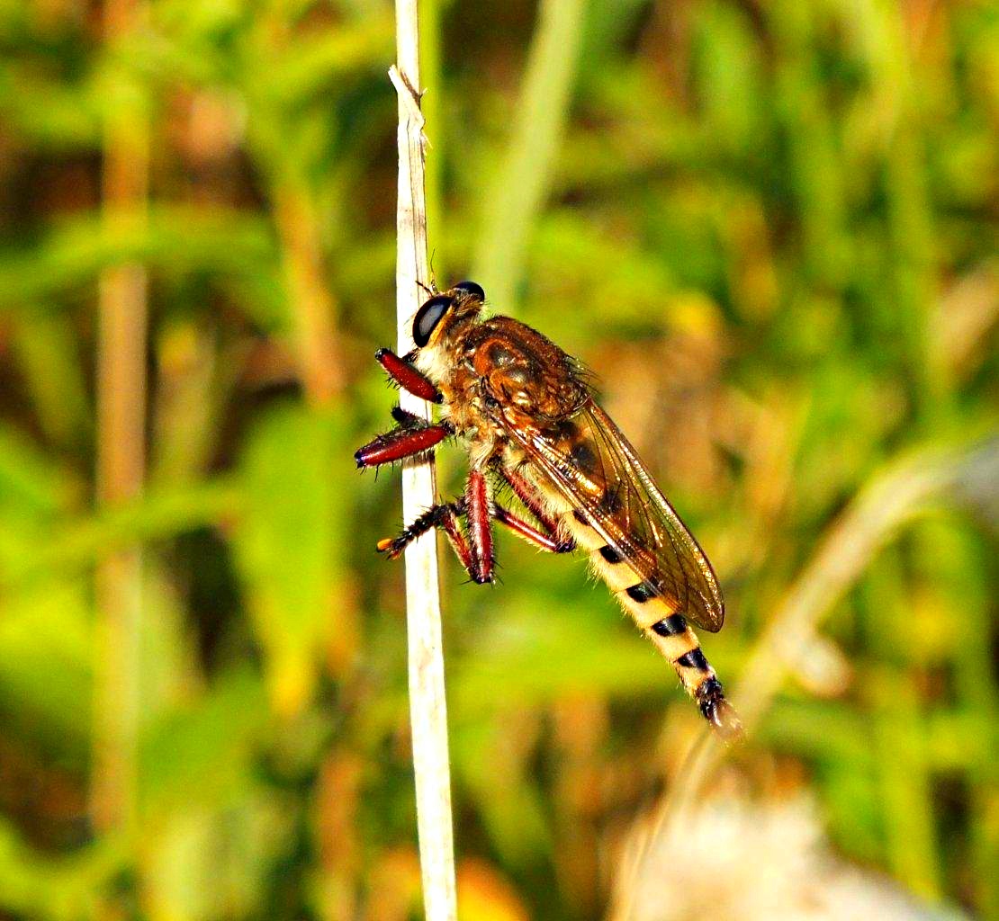 From Sherwood Forest... Robber Fly ... by Thomas Peace 2013
