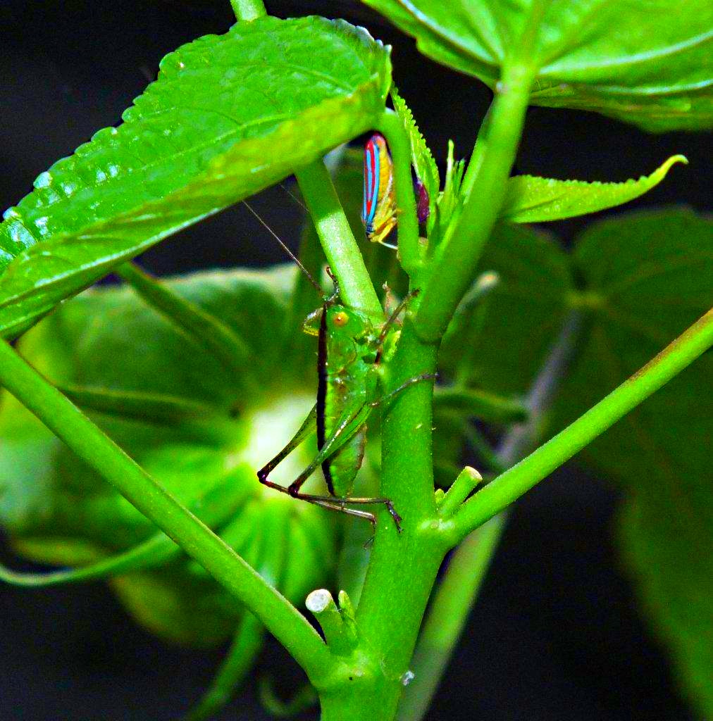 Getting together... Gladiator Katydid and a Scarlet-and-Green Leafhopper ... by Thomas Peace 2013