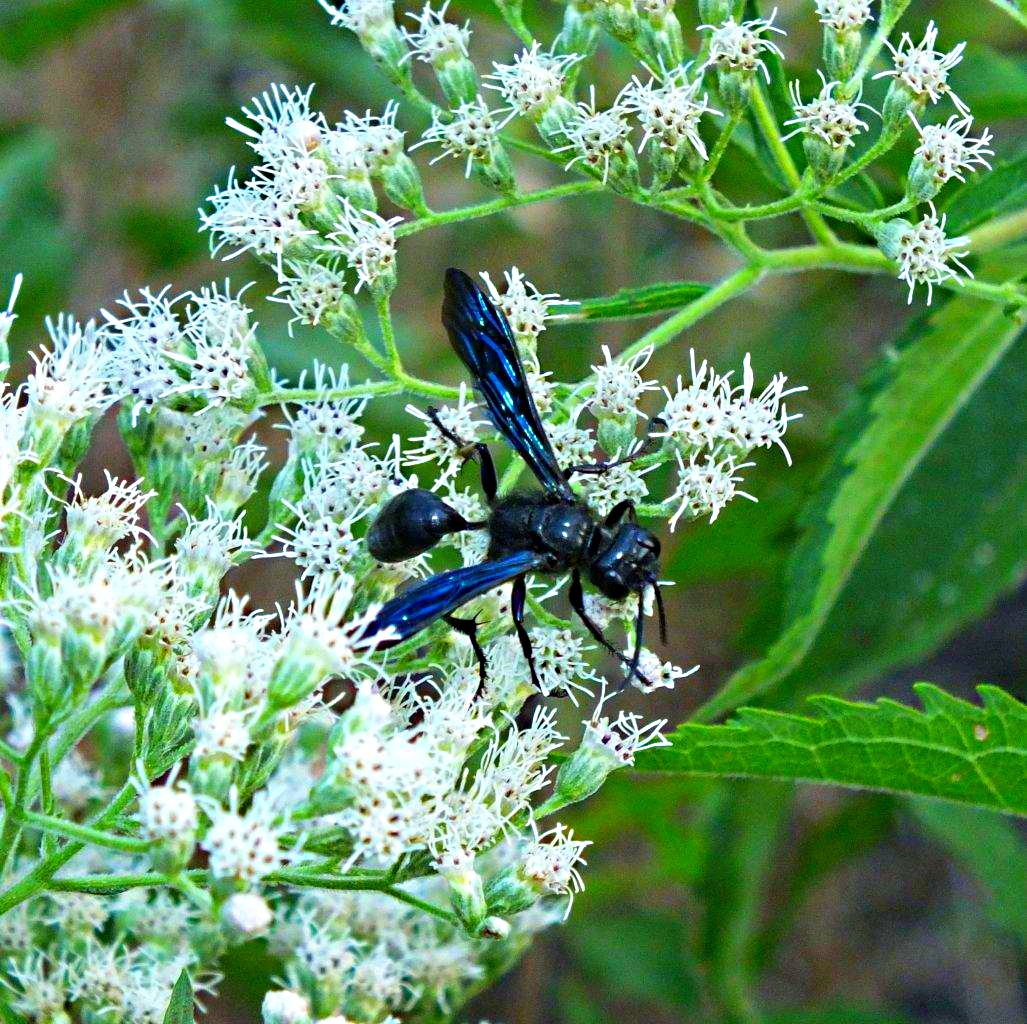 Nectar and Spider Eater... Blue Mud Dauber  ... by Thomas Peace 2013