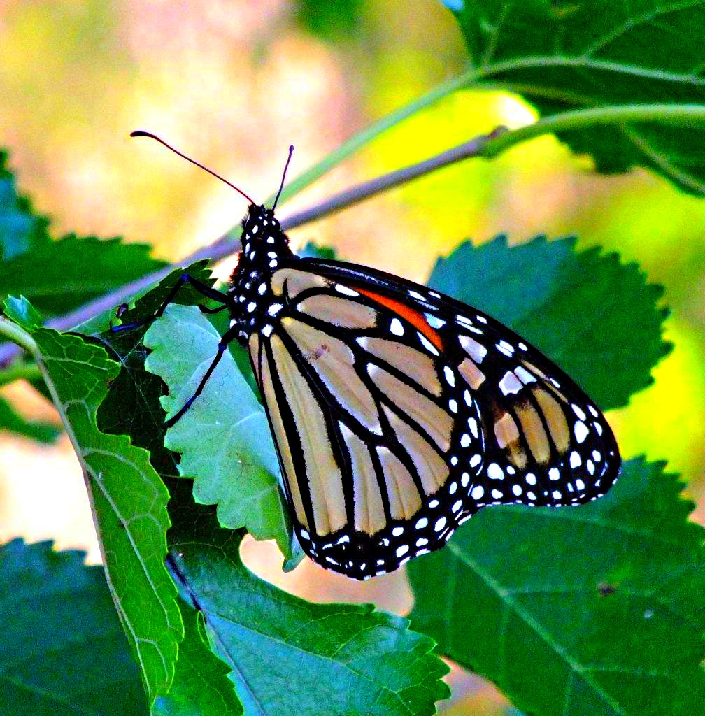 Monarch Butterfly at her home-tree ... by Thomas Peace 2013