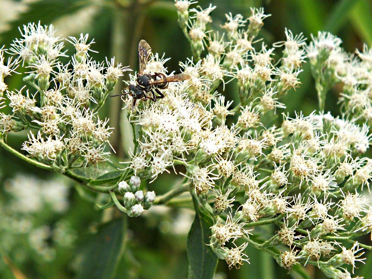 Endless manna... Nectar seeking wasp ... by Thomas Peace 2013