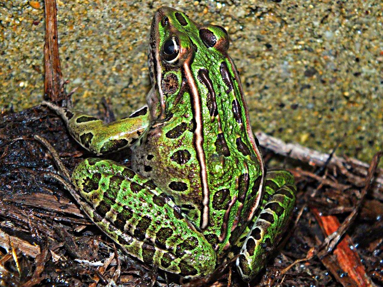 De-flying our garden... Green Leopard Frog ... by Thomas Peace 2013