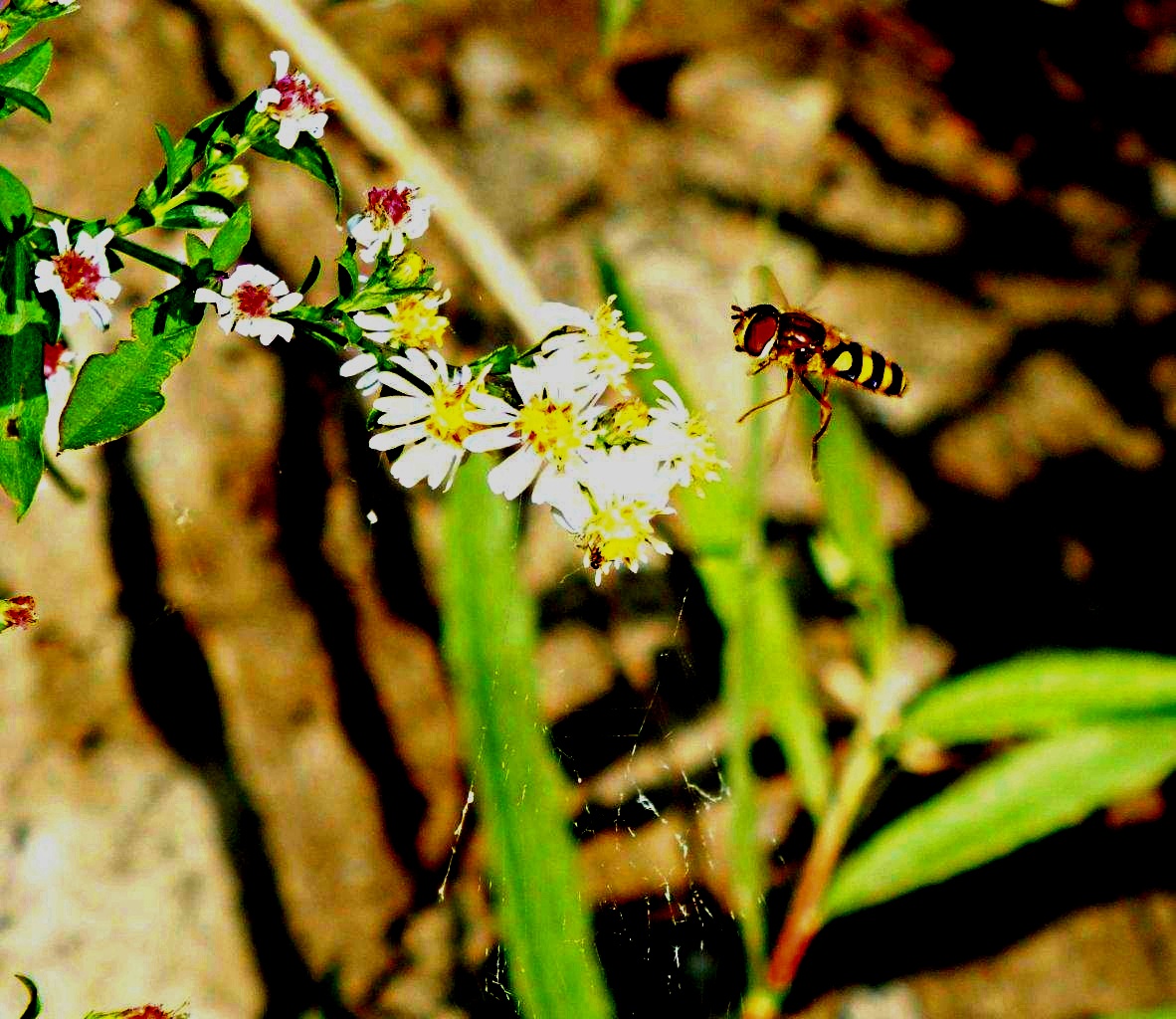 I'm not a bee & I don't sting! :  Flying Hover Fly ... Drone Fly ... by Thomas Peace 2013