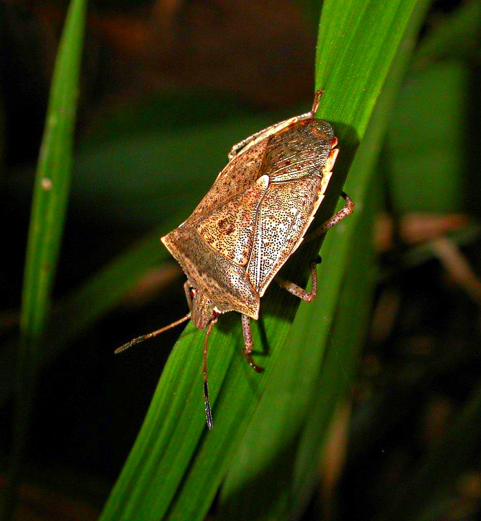 Spined Soldier Bug Hunting for prey ... by Thomas Peace 2013