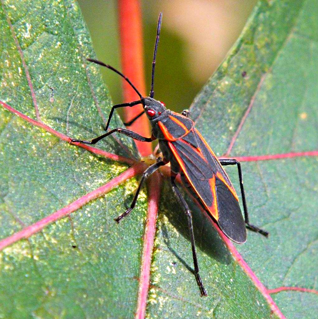 Blood-shot-Red-eyed Boxelder Bug ... by Thomas Peace 2013