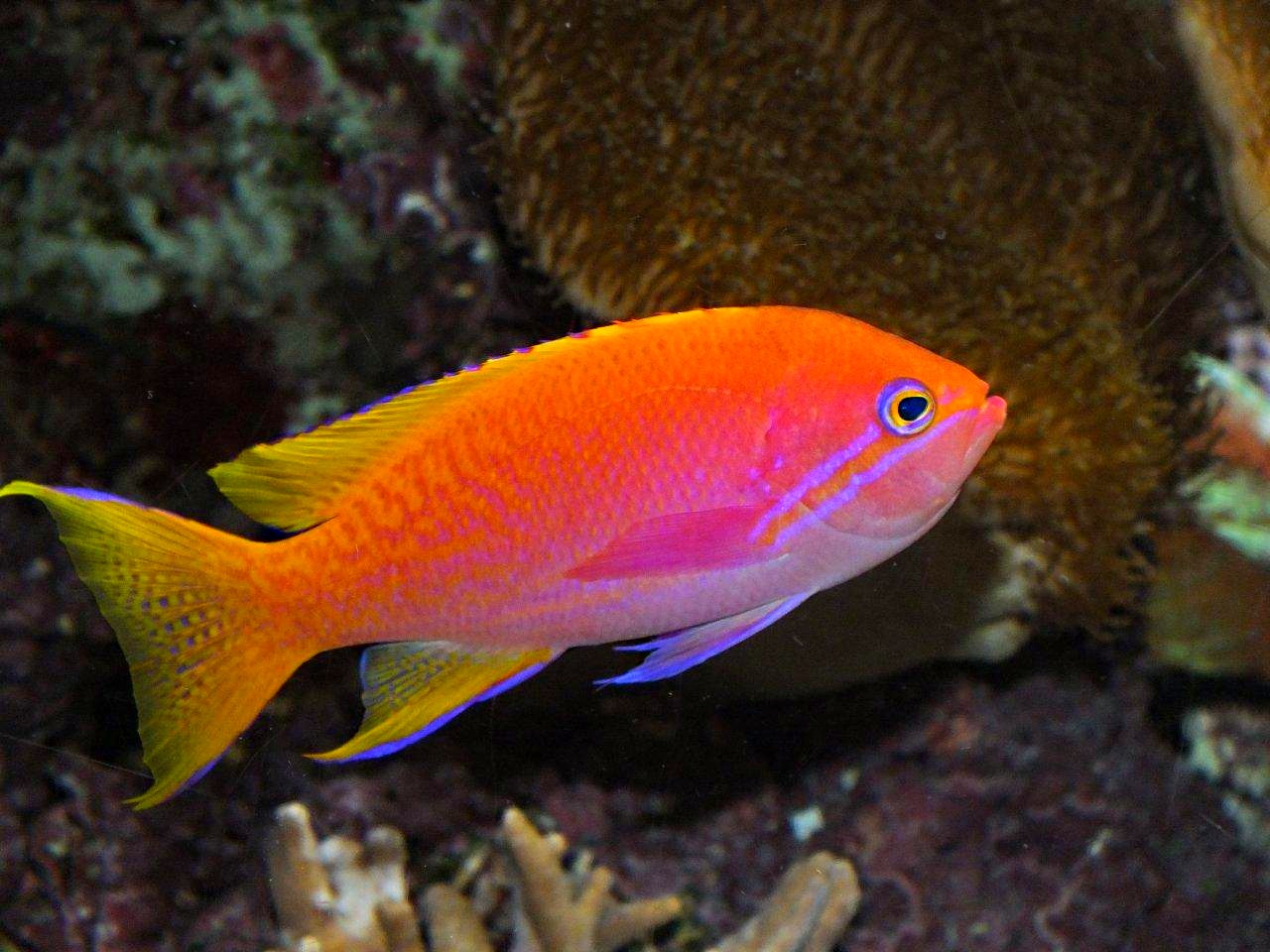 Orange Anthias Fish - saltwater fish at the Shedd Aquarium in Chicago - photo by Thomas Peace 2013
