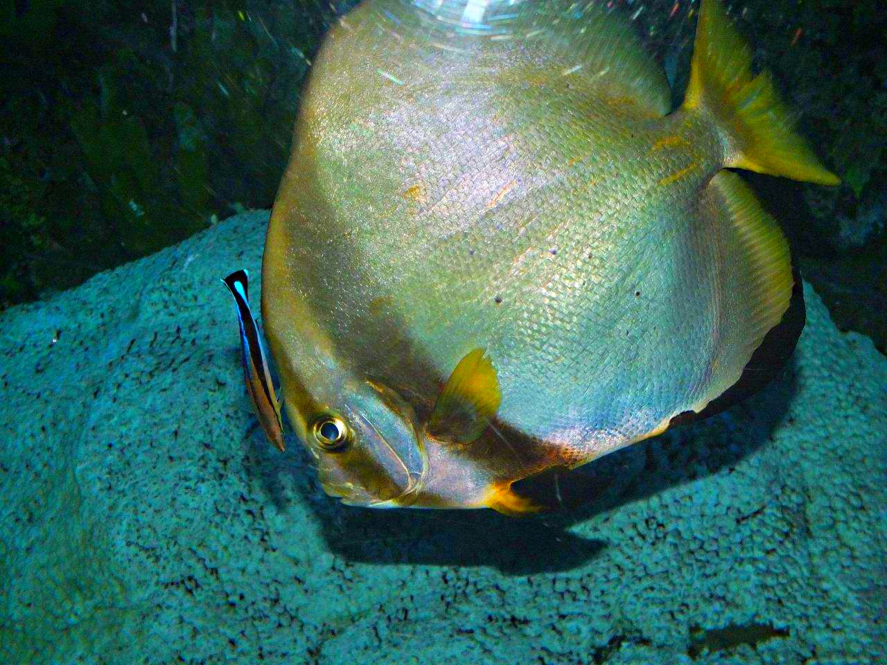 Bluestreak Cleaner Wrasse... saltwater fish... photo by Thomas Peace 2013
