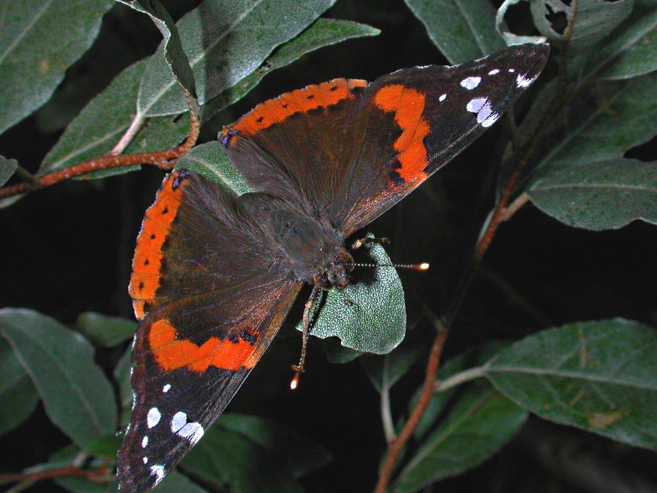 Red Admiral Butterfly resting... photo by Thomas Peace 2014