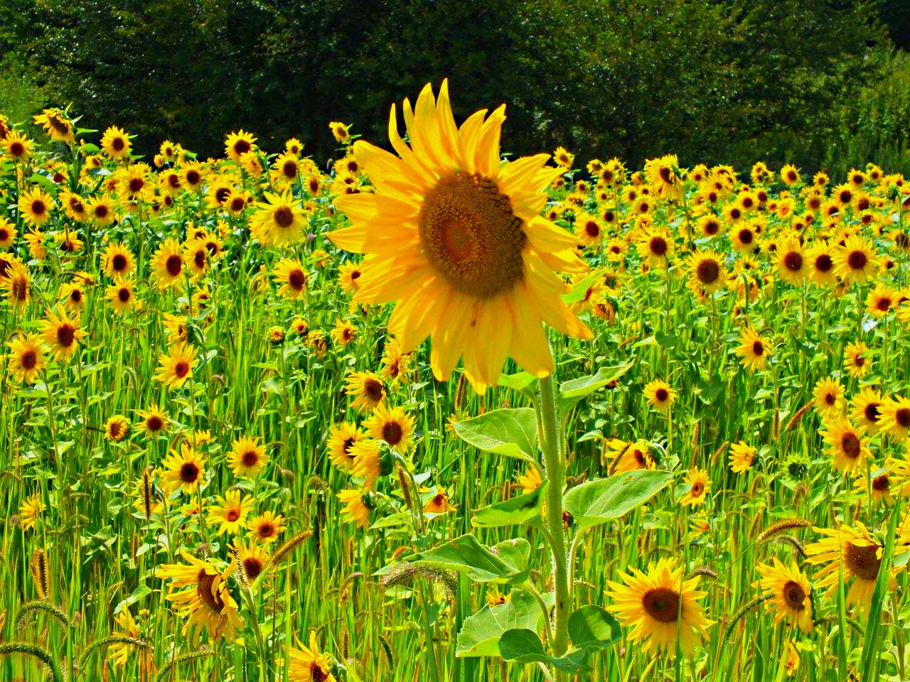 Standing above society's masses... Photo by Thomas Peace 2014