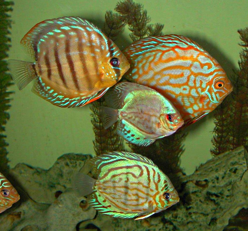 Freshwater Discus Fish ... Turquoise Discus ...  photo by Thomas Peace 2014