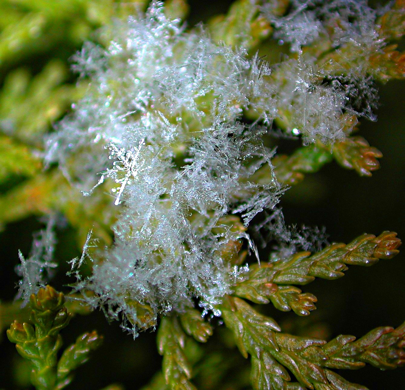 Safe in the evergreen... Photo by Thomas Peace 2014