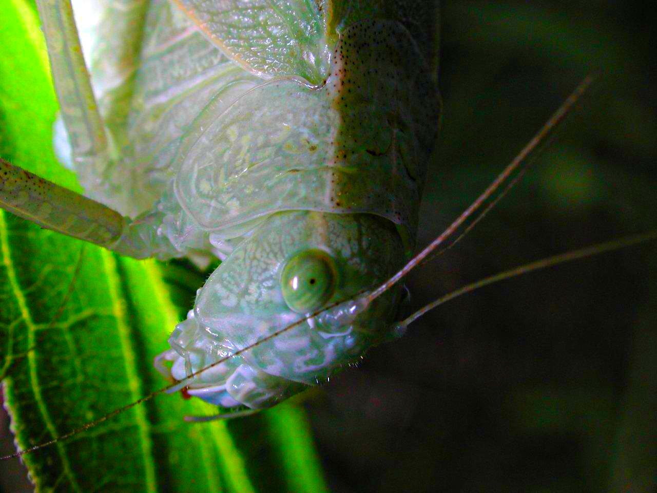 Two Katydids' perspective in the multiverse... (look closely)... Photo by Thomas Peace 2014