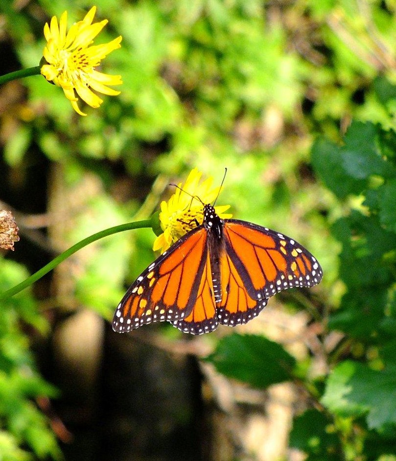 A non-traveling Monarch... photo by Thomas Peace 2014 