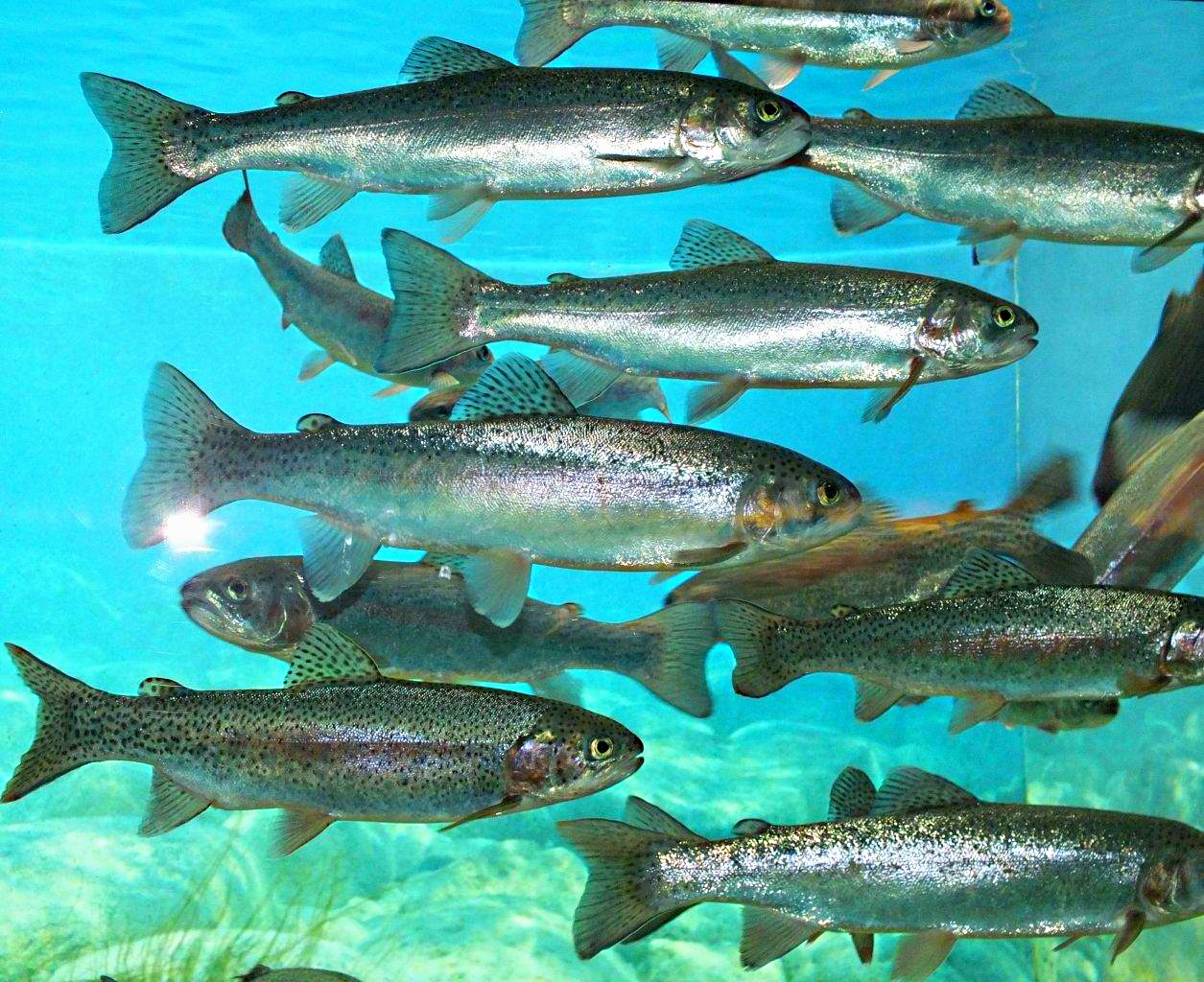 Endless trout (i.e., rainbow trout)... photo by Thomas Peace 2014