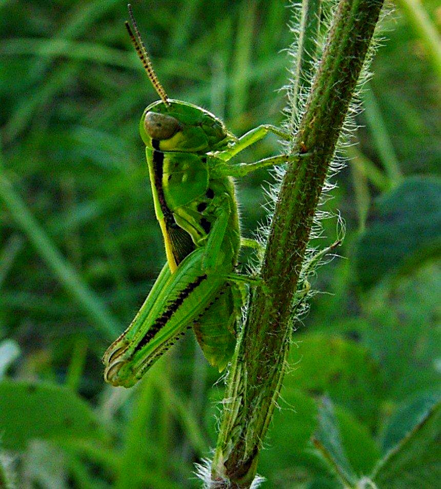 Climbing to the summit! Green Grasshopper photo by Thomas Peace 2014