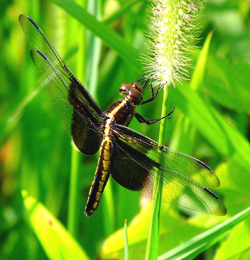 At an end and a new beginning... female Widow Skimmer Dragonfly ... photo by Thomas Peace 2014