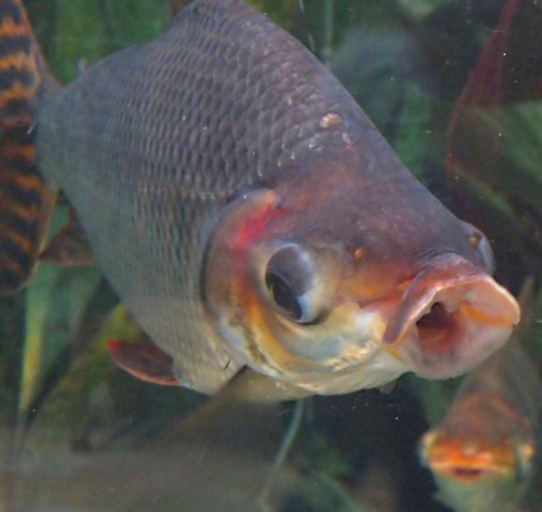 Flagtail Prochilodus, large tetra, South America species... 1 1/2 feet long... photo by Thomas Peace 2014