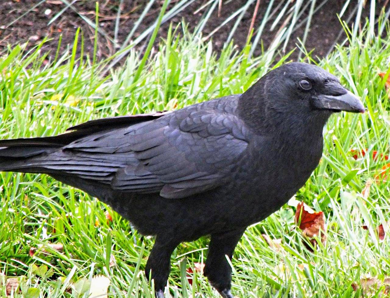 This is not a blackbird... as every wise old crow knows. Photo by Thomas Peace 2014