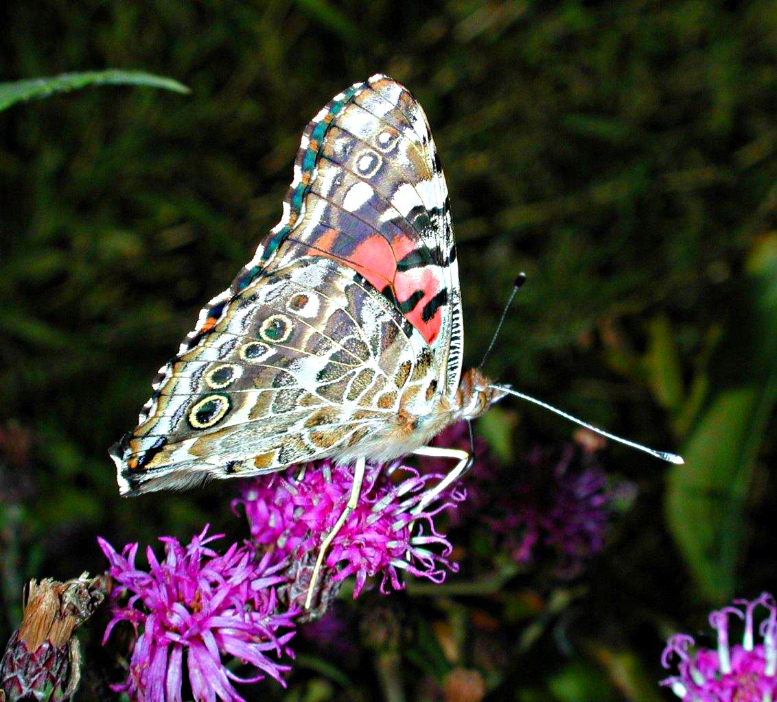Even a butterfly can look beyond what it's programmed to see! ... photo by Thomas Peace 2014