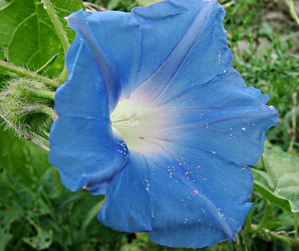 Morning Glory by the woods... Photo by Thomas Peace 2014