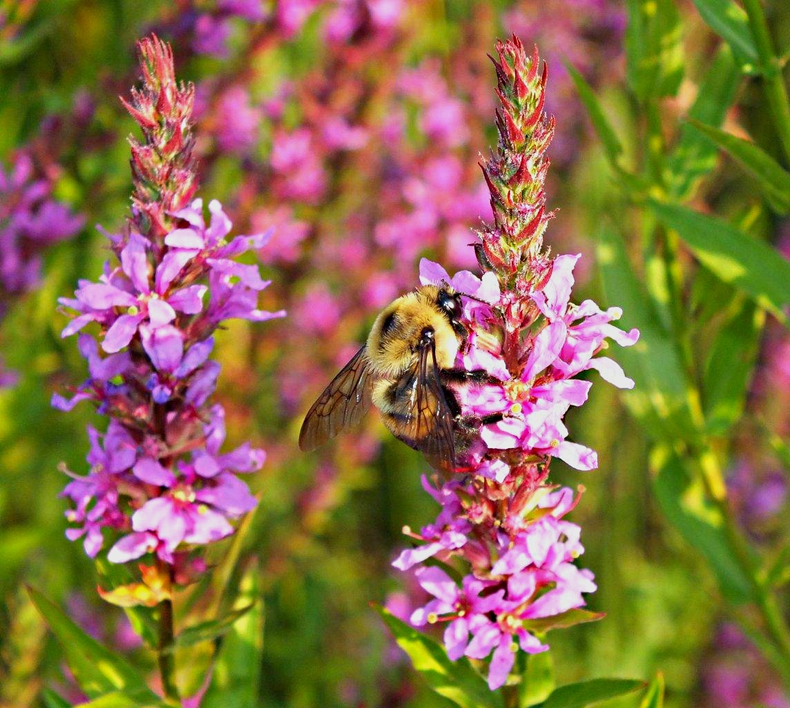 Being in the unseen... Photo by Thomas Peace 2014