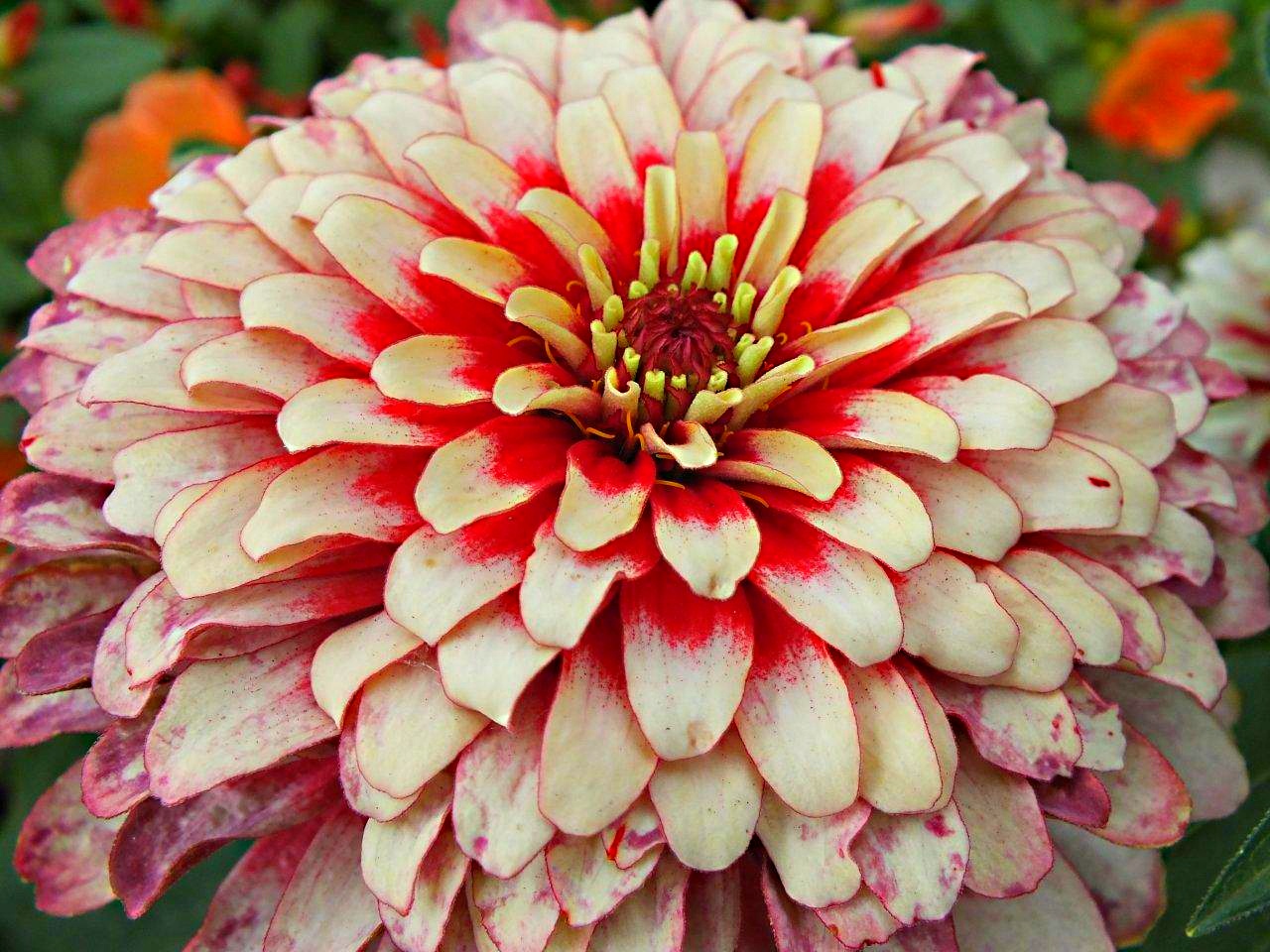 The center of attention... photo by Thomas Peace 2014