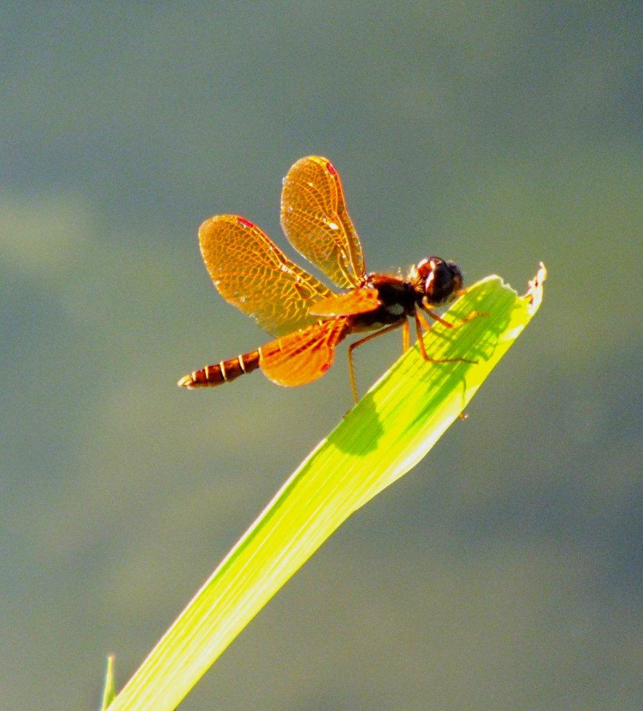 Eastern Amberwing Dragonfly (male)... photo by Thomas Peace 2014