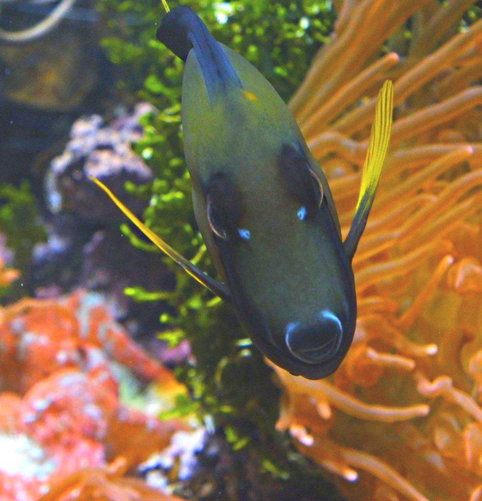 Who's zoomin' who? ... (Saltwater Tang Fish, Blue Tang) photo by Thomas Peace 2014
