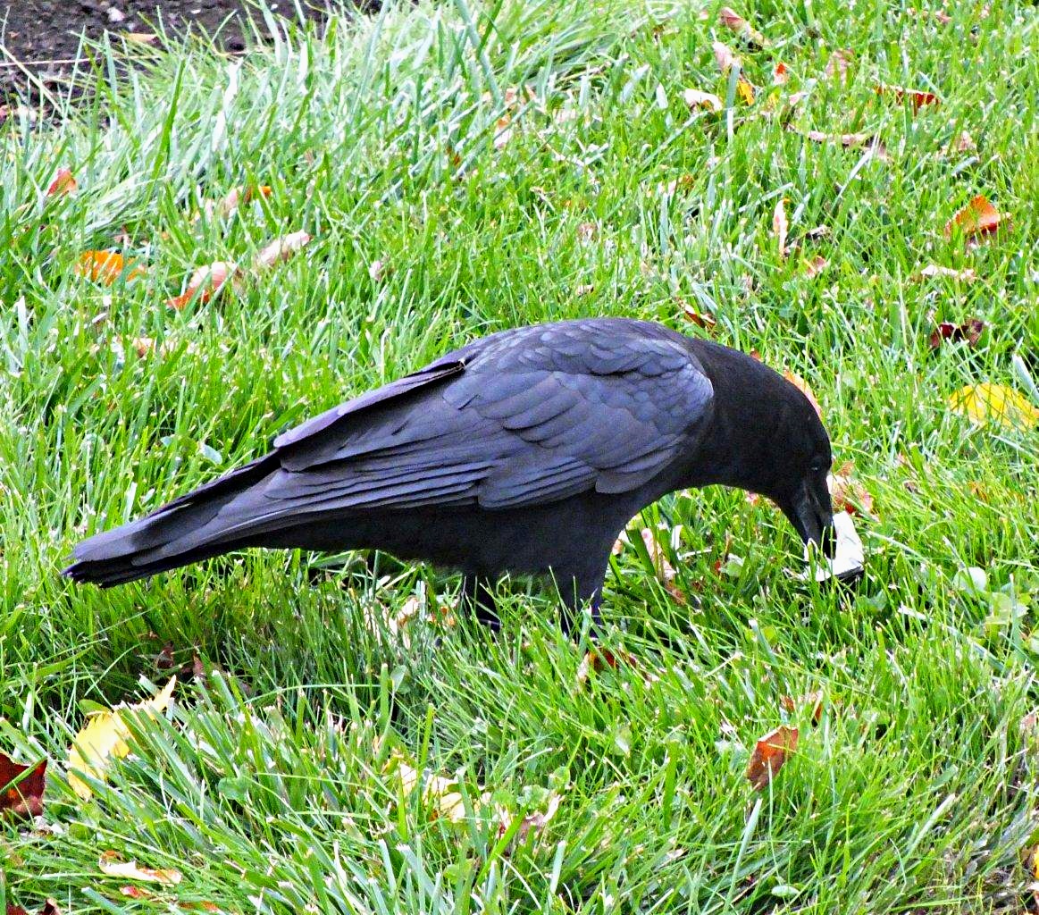 Scarecrow: Boo! Scat! Boo! You see, I can't even scare a crow. (Photo by Thomas Peace 2014)