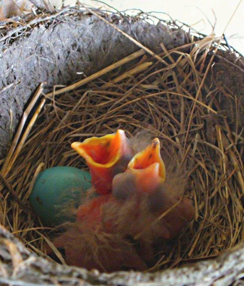 Hungry fledglings and a late bloomer... photo by Thomas Peace 2014
