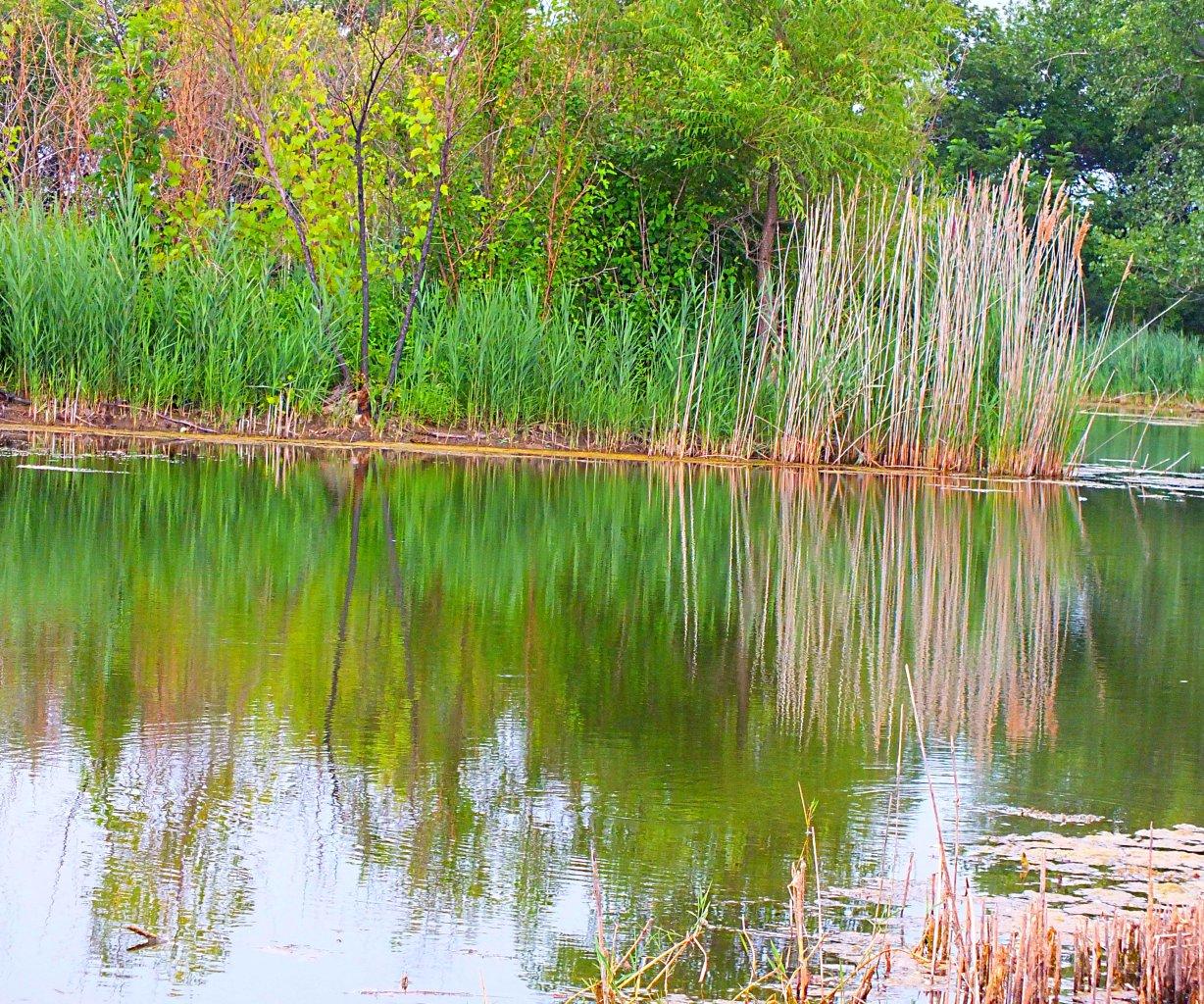 The stillness can sometimes reflect the whole! Photo by Thomas Peace 2014