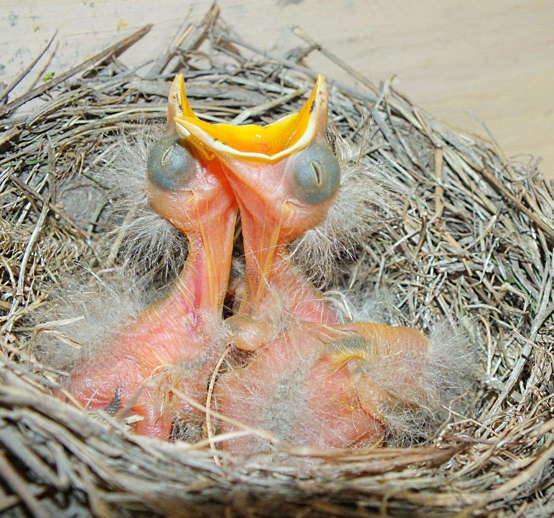 ... before they hatch! ----- (Robin Fledglings) ... photo by Thomas Peace 2014