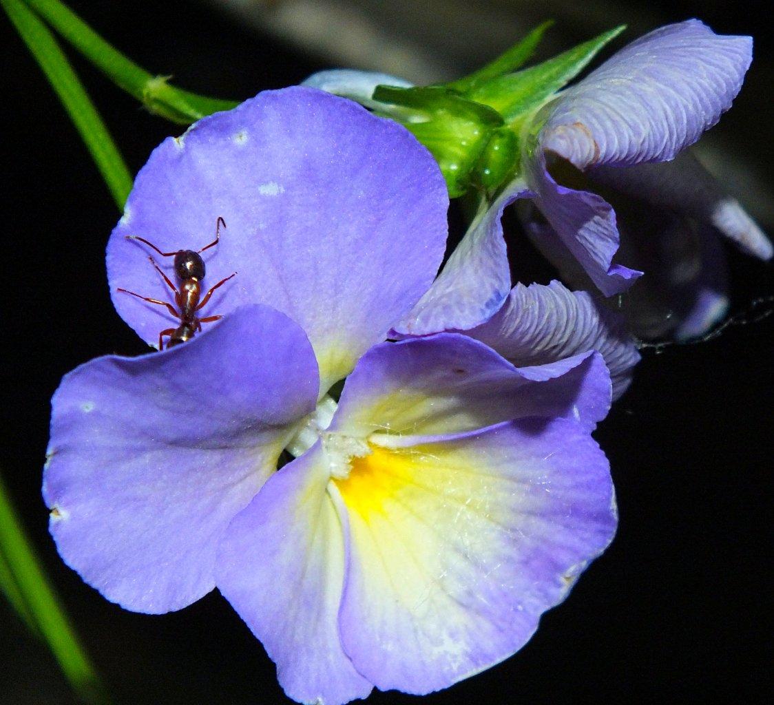 Exploration beyond what's below! (Ant exploring flower) Photo by Thomas Peace 2014